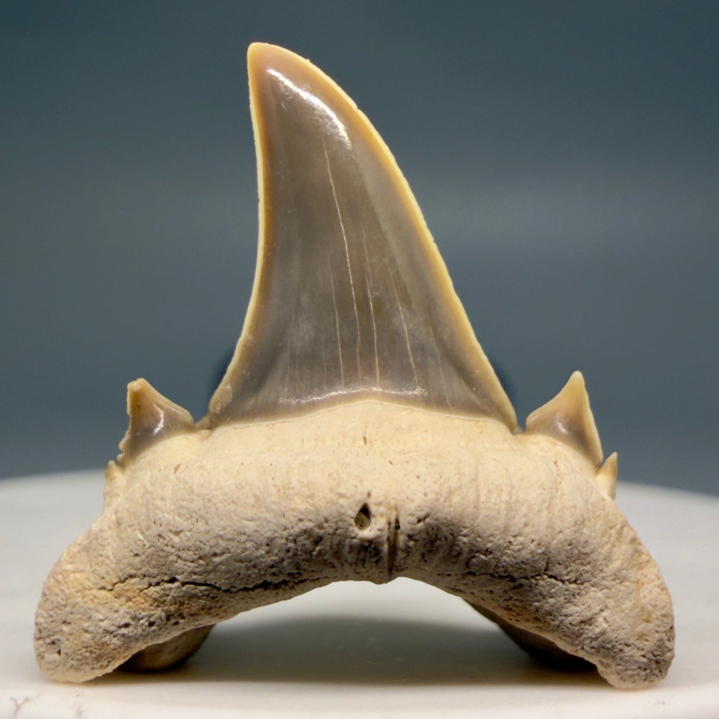 Front View Gorgeous 1.08" Fossil Serratolamna koerti - Extinct Mackerel Shark Tooth from Harleyville, SC megalodonteeth.com R648 - 1