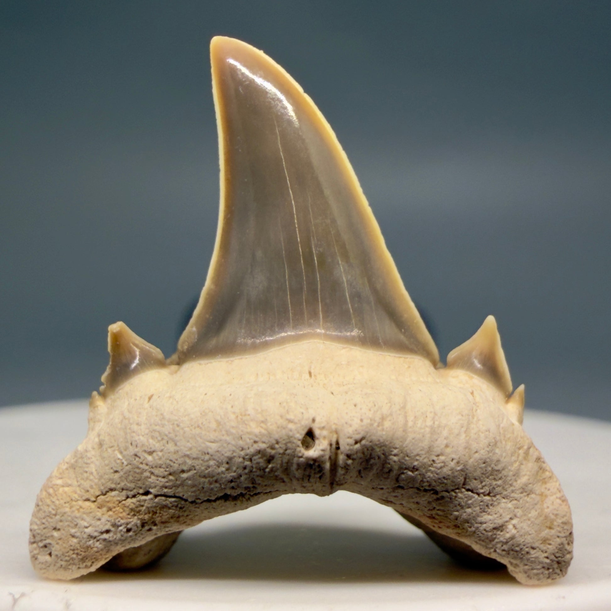 Front View Gorgeous 1.08" Fossil Serratolamna koerti - Extinct Mackerel Shark Tooth from Harleyville, SC megalodonteeth.com R648 - 1