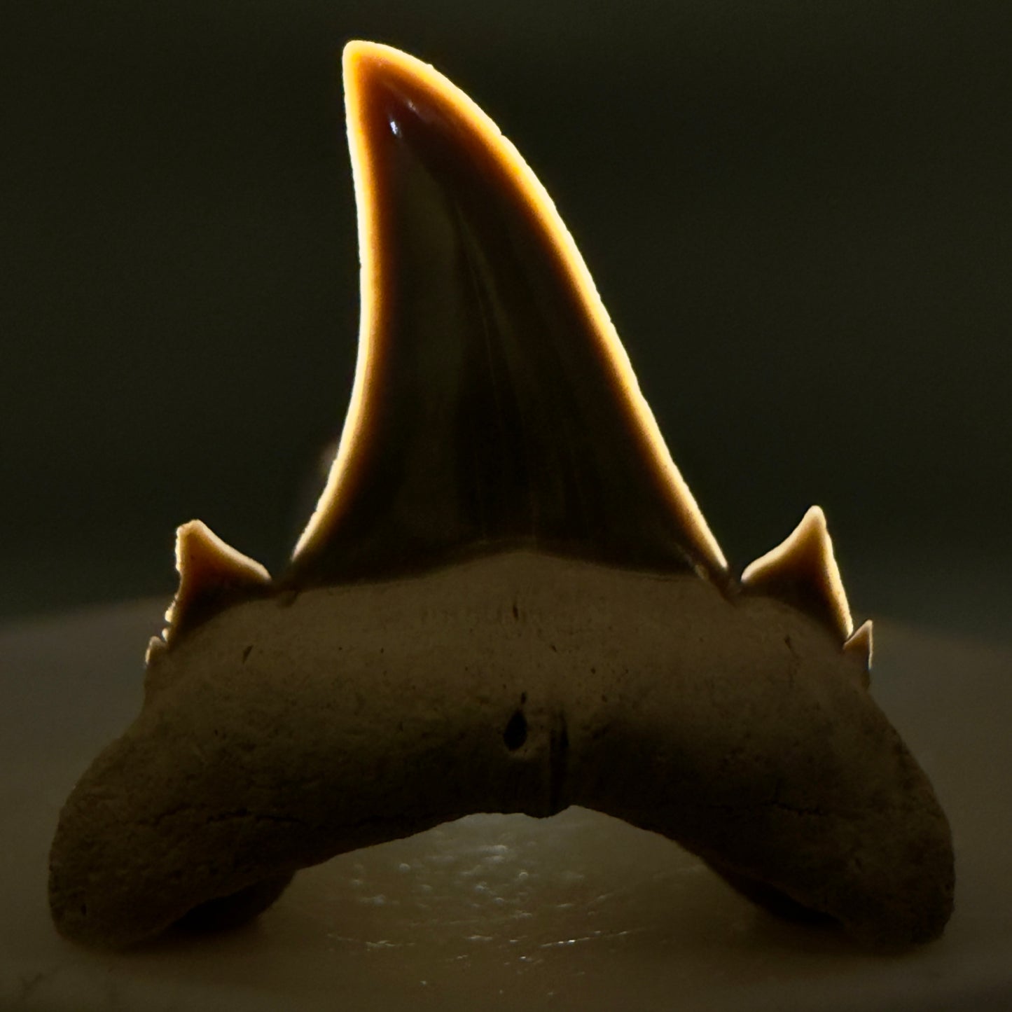 Front View Gorgeous 1.08" Fossil Serratolamna koerti - Extinct Mackerel Shark Tooth from Harleyville, SC megalodonteeth.com R648 - 2