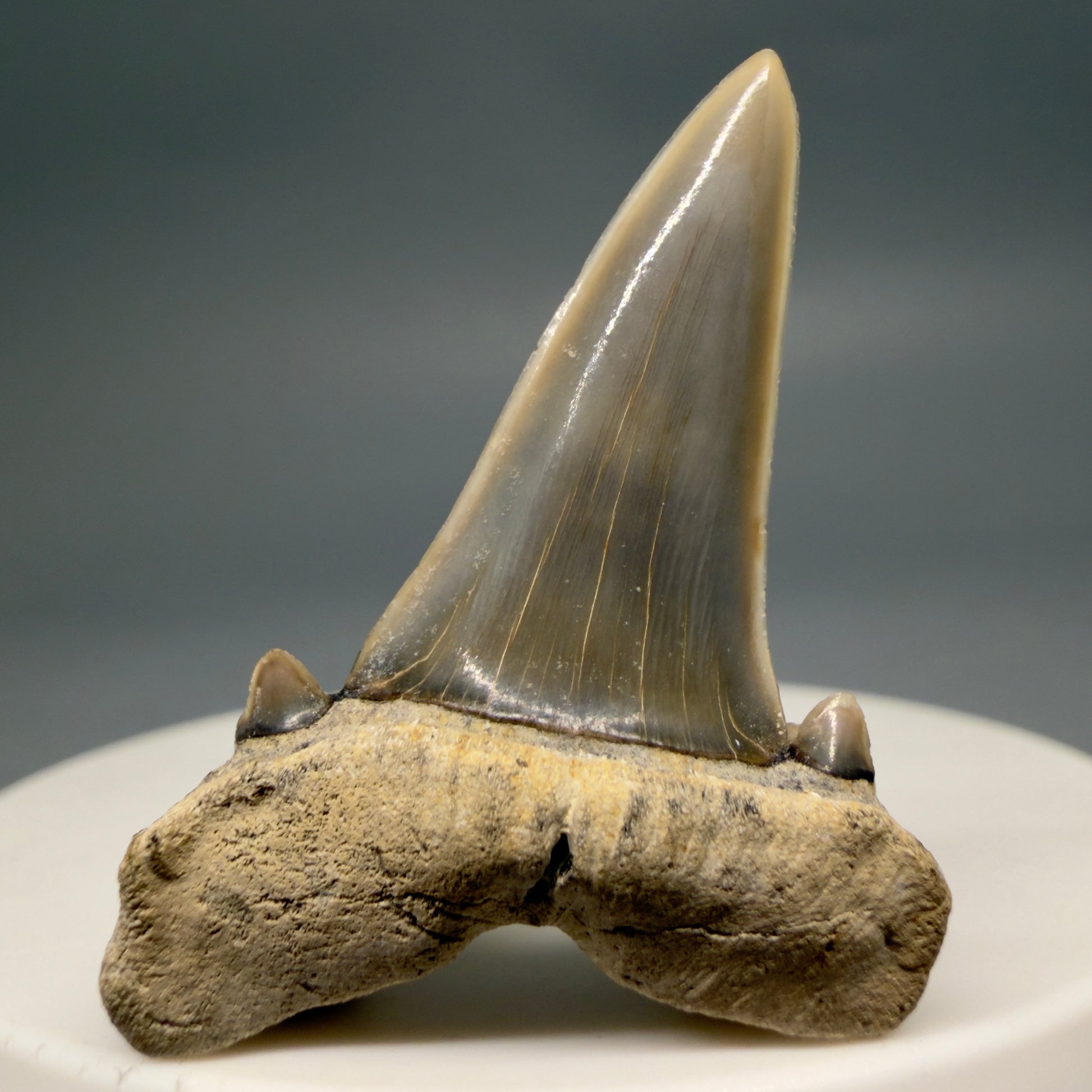 Front View Gorgeous 1.58" Fossil Striatolamia macrota - Extinct Sand Tiger Shark Tooth from Harleyville, SC megalodonteeth.com R646