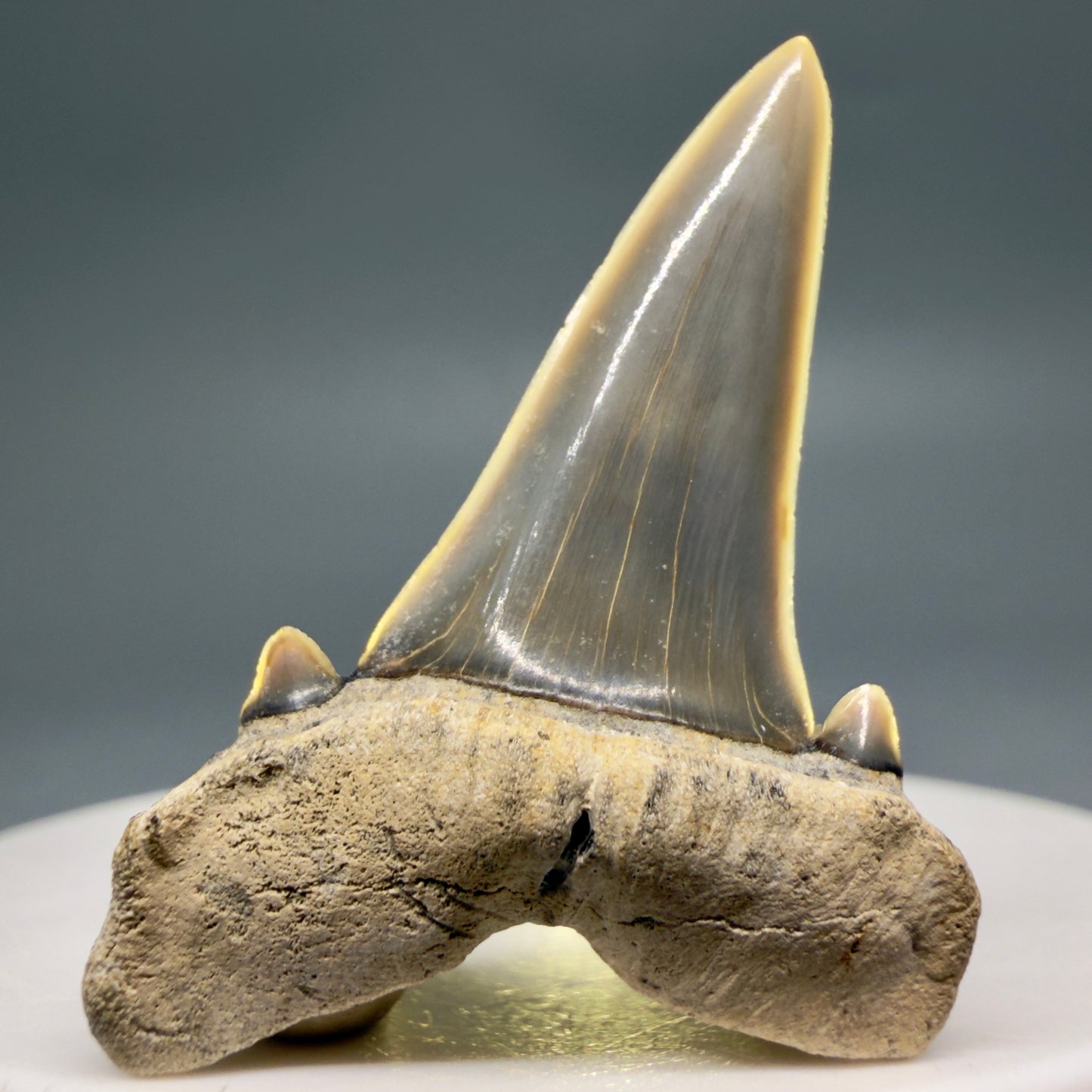 Front View Gorgeous 1.58" Fossil Striatolamia macrota - Extinct Sand Tiger Shark Tooth from Harleyville, SC megalodonteeth.com R646 - 1