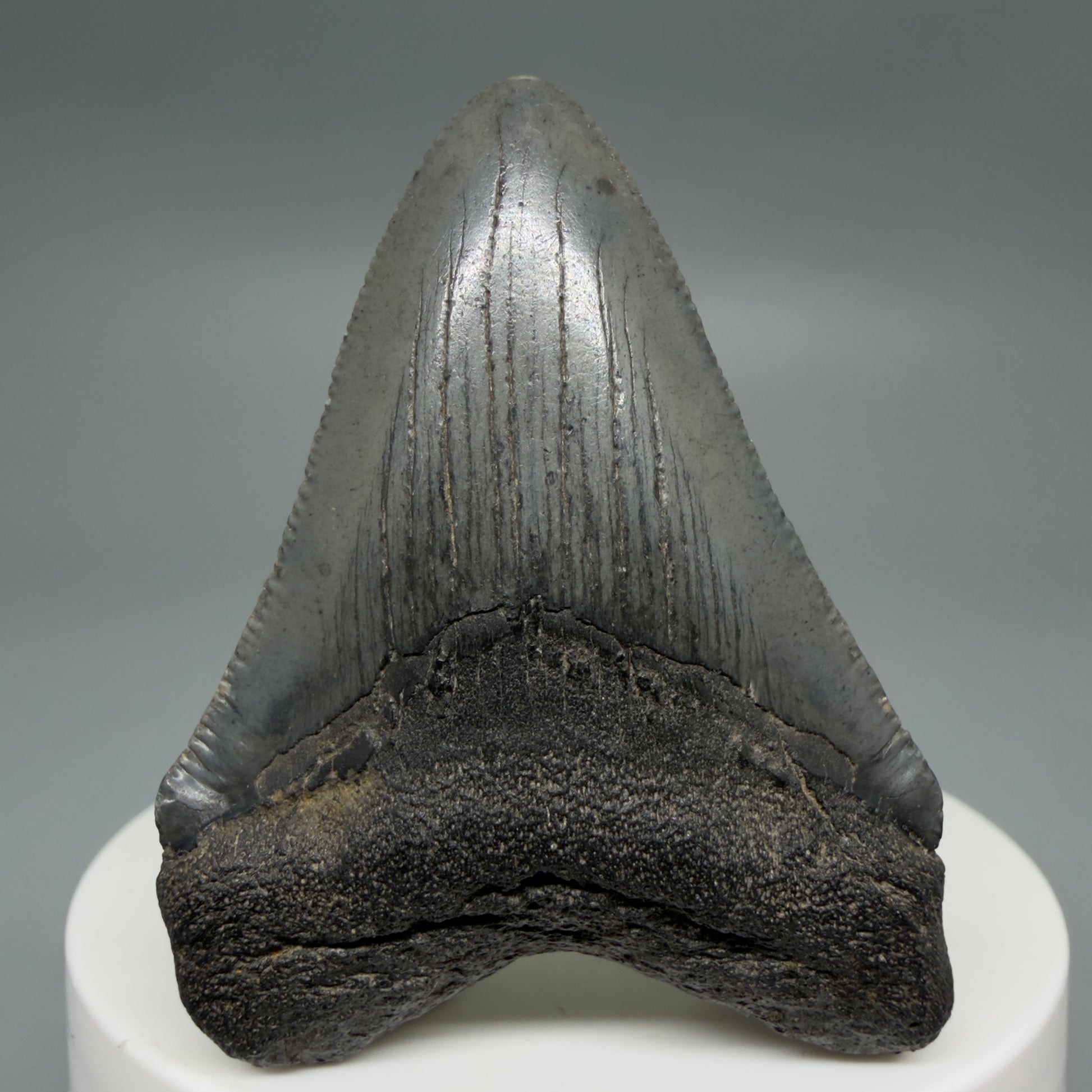 Front View Gorgeous 2.16" Colorful Fossil Megalodon Tooth – South Carolina River Find | Authentic CM6216