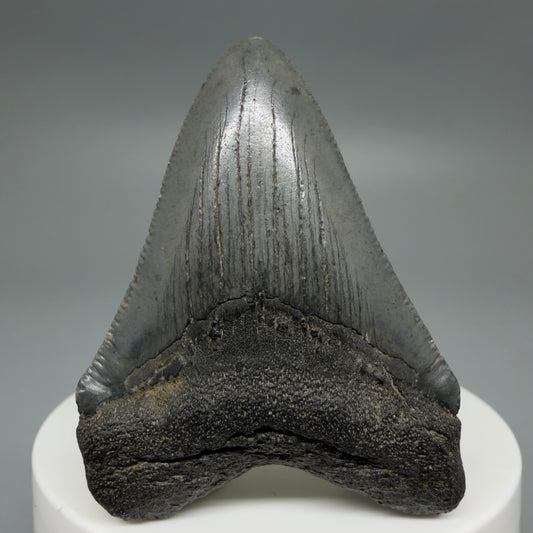 Front View Gorgeous 2.16" Colorful Fossil Megalodon Tooth – South Carolina River Find | Authentic CM6216