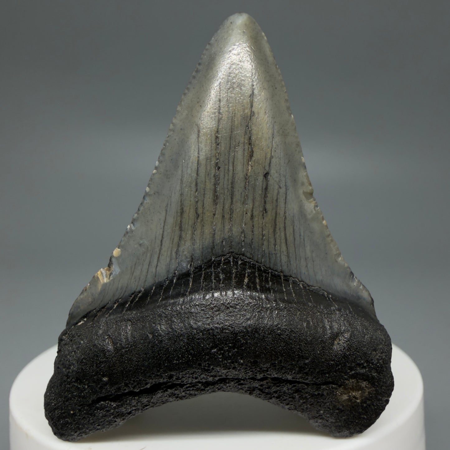 Front View Gorgeous 2.21" Colorful Fossil Megalodon Tooth – South Carolina River Find | Authentic CM6215