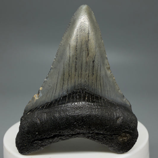 Front View Gorgeous 2.21" Colorful Fossil Megalodon Tooth – South Carolina River Find | Authentic CM6215