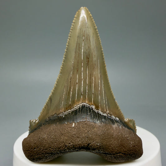 Front View Gorgeous 2.26" Sharply Serrated Fossil Carcharocles sokolowi (auriculatus) Shark Tooth from North Carolina AU395