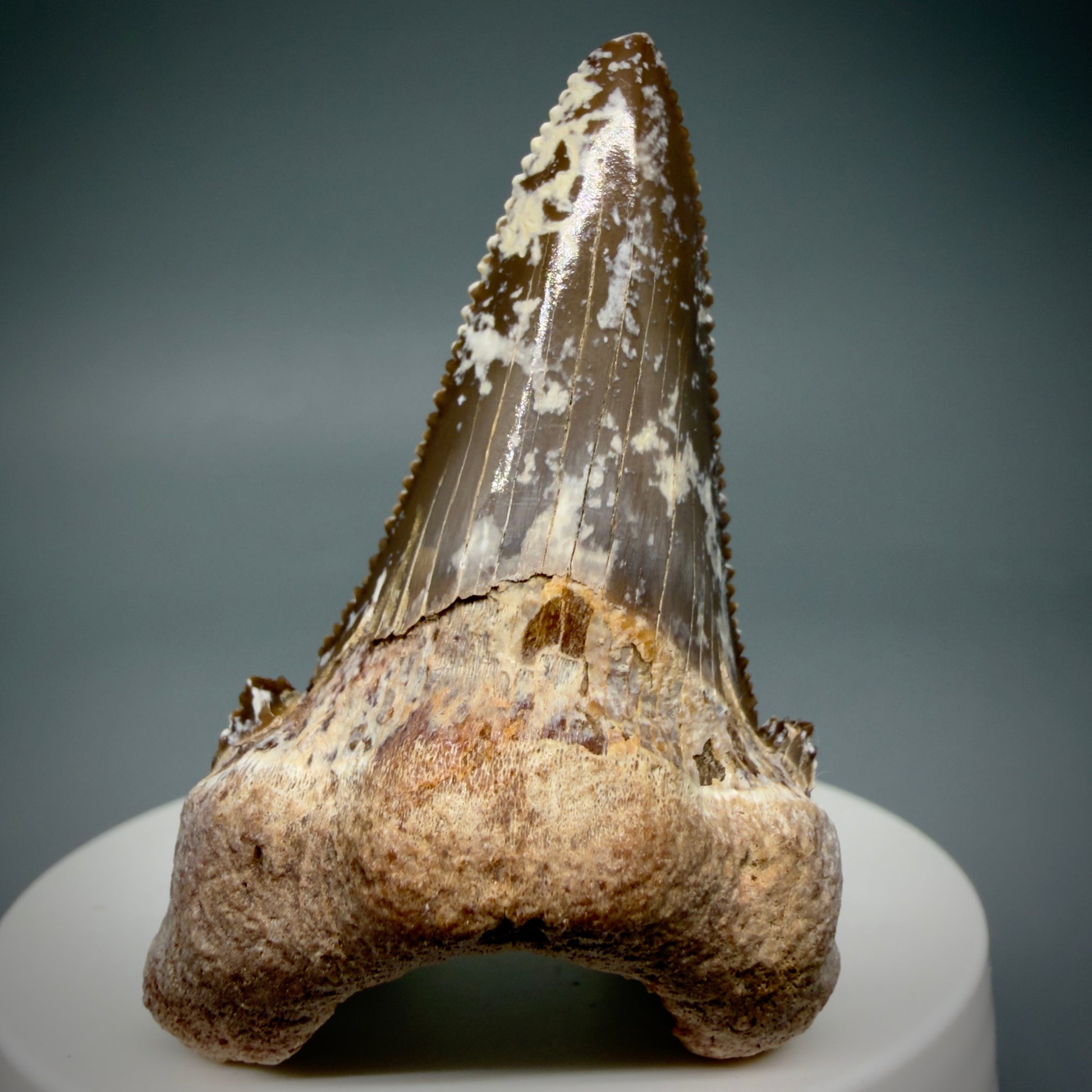 Front View Gorgeous 2.35" Carcharocles sokolowi (auriculatus) Shark Tooth Fossil - Kazakhstan AU393
