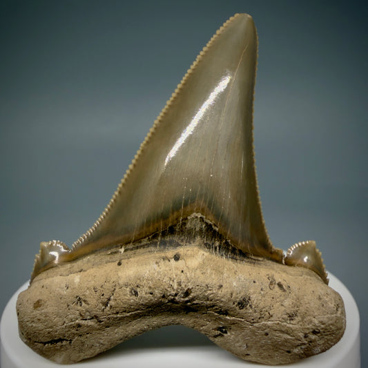Front View Gorgeous 2.37" Fossil Carcharocles sokolowi (auriculatus) Shark Tooth - Harleyville, South Carolina AU397
