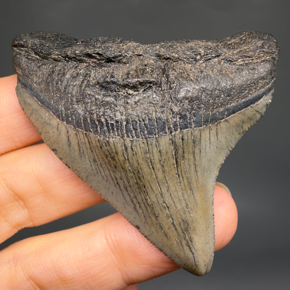 Front View Gorgeous 2.49" Colorful Fossil Megalodon Tooth – South Carolina River Find | Authentic megalodonteeth.com CM6738