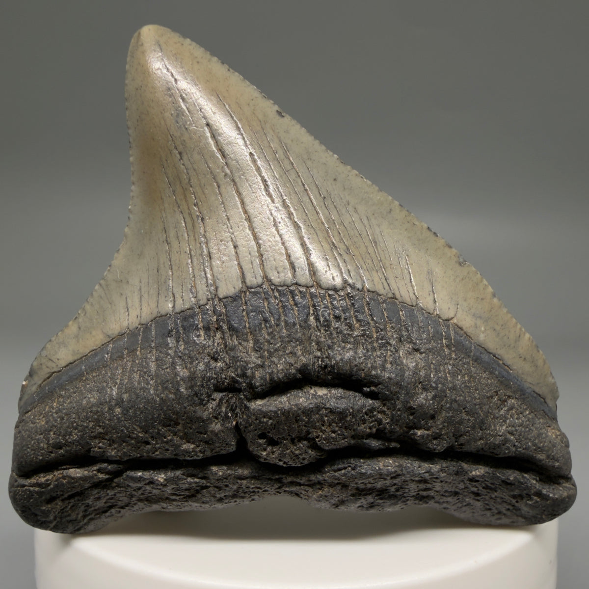 Front View Gorgeous 2.49" Colorful Fossil Megalodon Tooth – South Carolina River Find | Authentic megalodonteeth.com CM6738 - 1