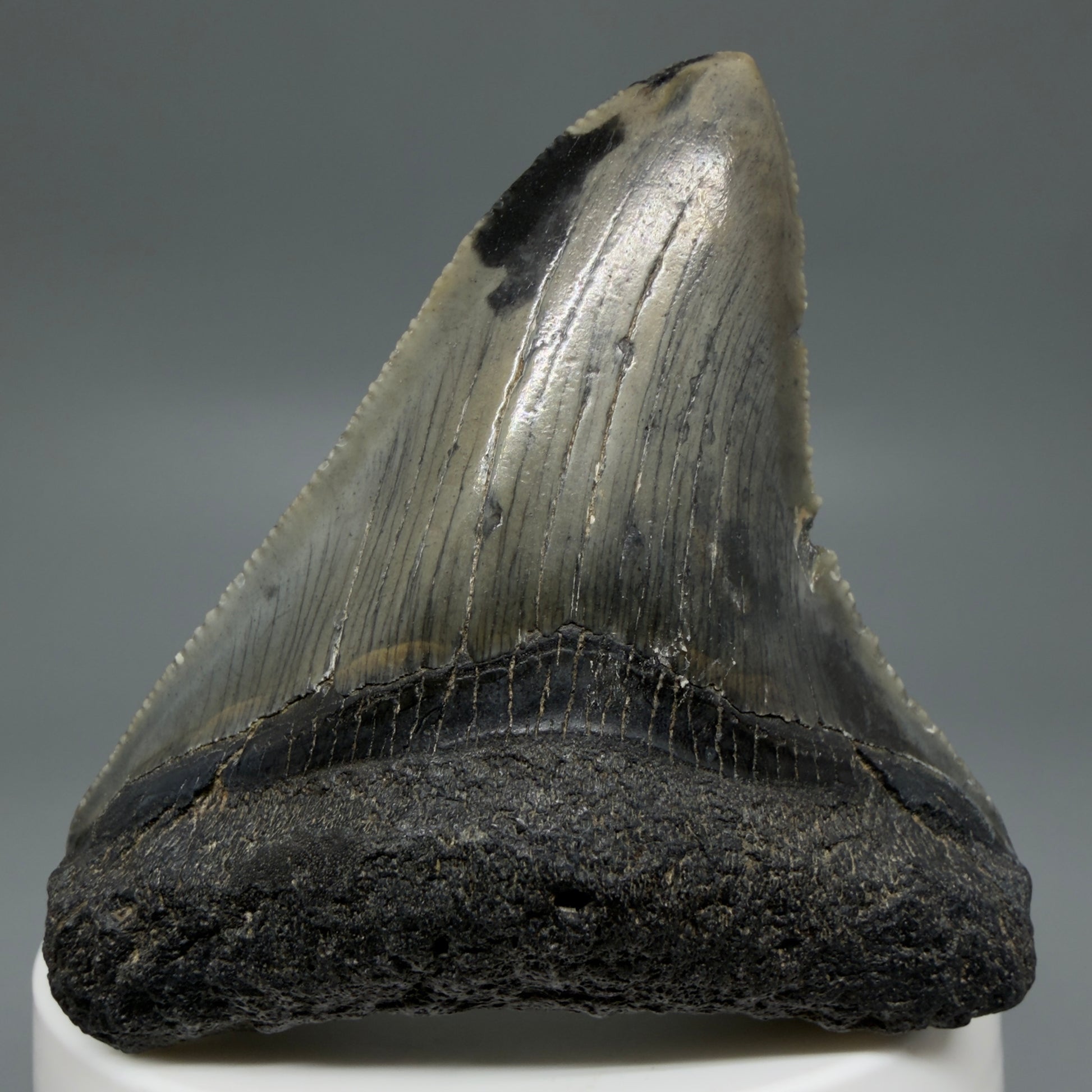 Front View Gorgeous 2.53" Colorful Fossil Megalodon Tooth – South Carolina River Find | Authentic CM6217