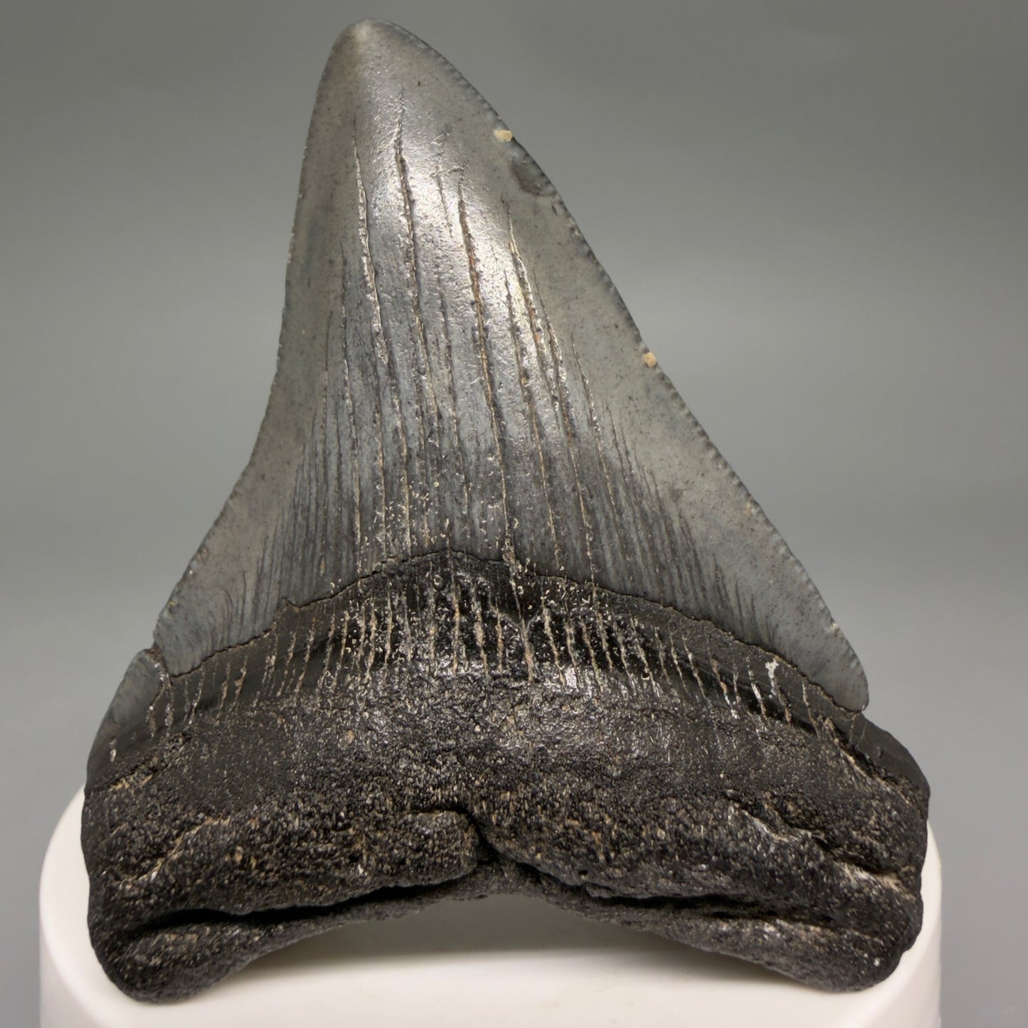 Front View Gorgeous 2.66" Colorful Fossil Megalodon Tooth – South Carolina River Find | Authentic megalodonteeth.com CM6552