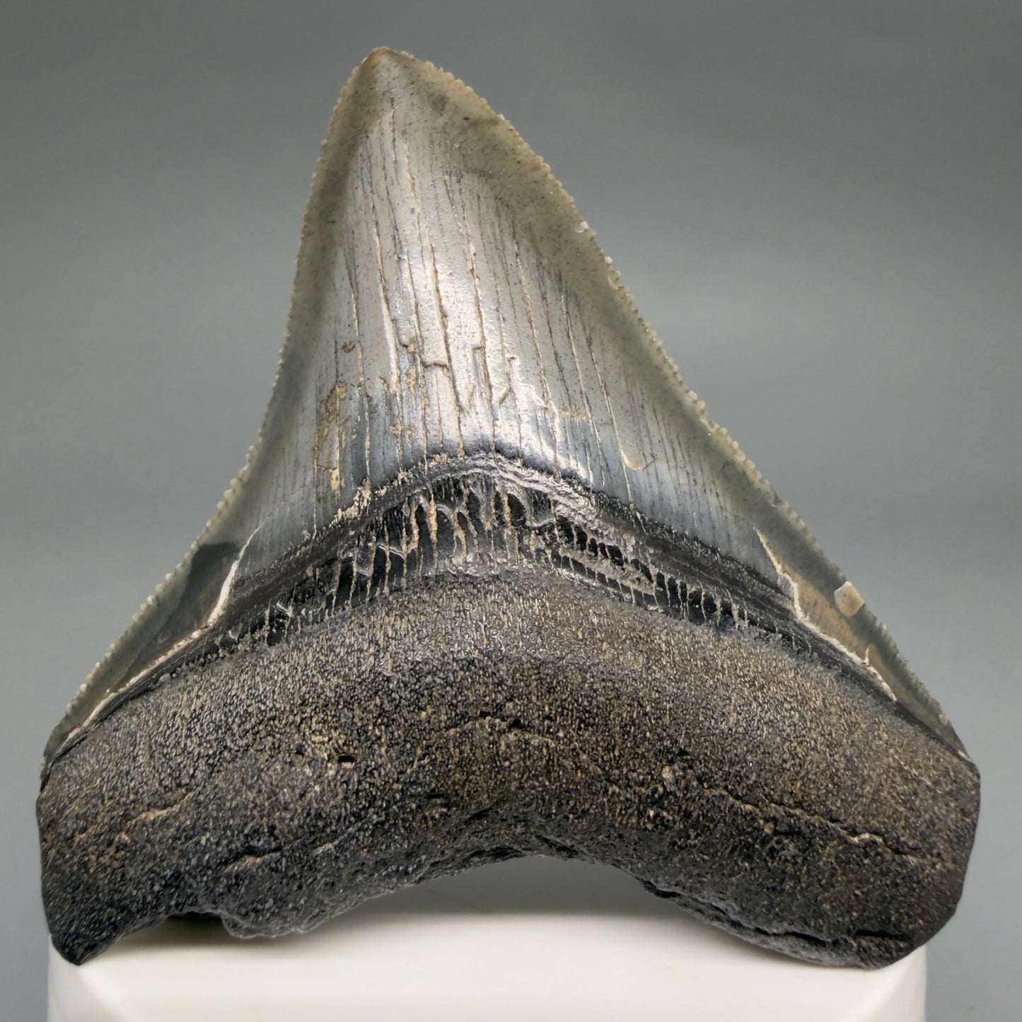 Front View Gorgeous 2.82" Colorful Fossil Megalodon Tooth – South Carolina River Find | Authentic megalodonteeth.com CM6554