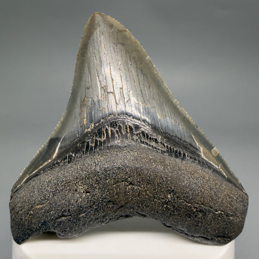 Front View Gorgeous 2.82" Colorful Fossil Megalodon Tooth – South Carolina River Find | Authentic megalodonteeth.com CM6554