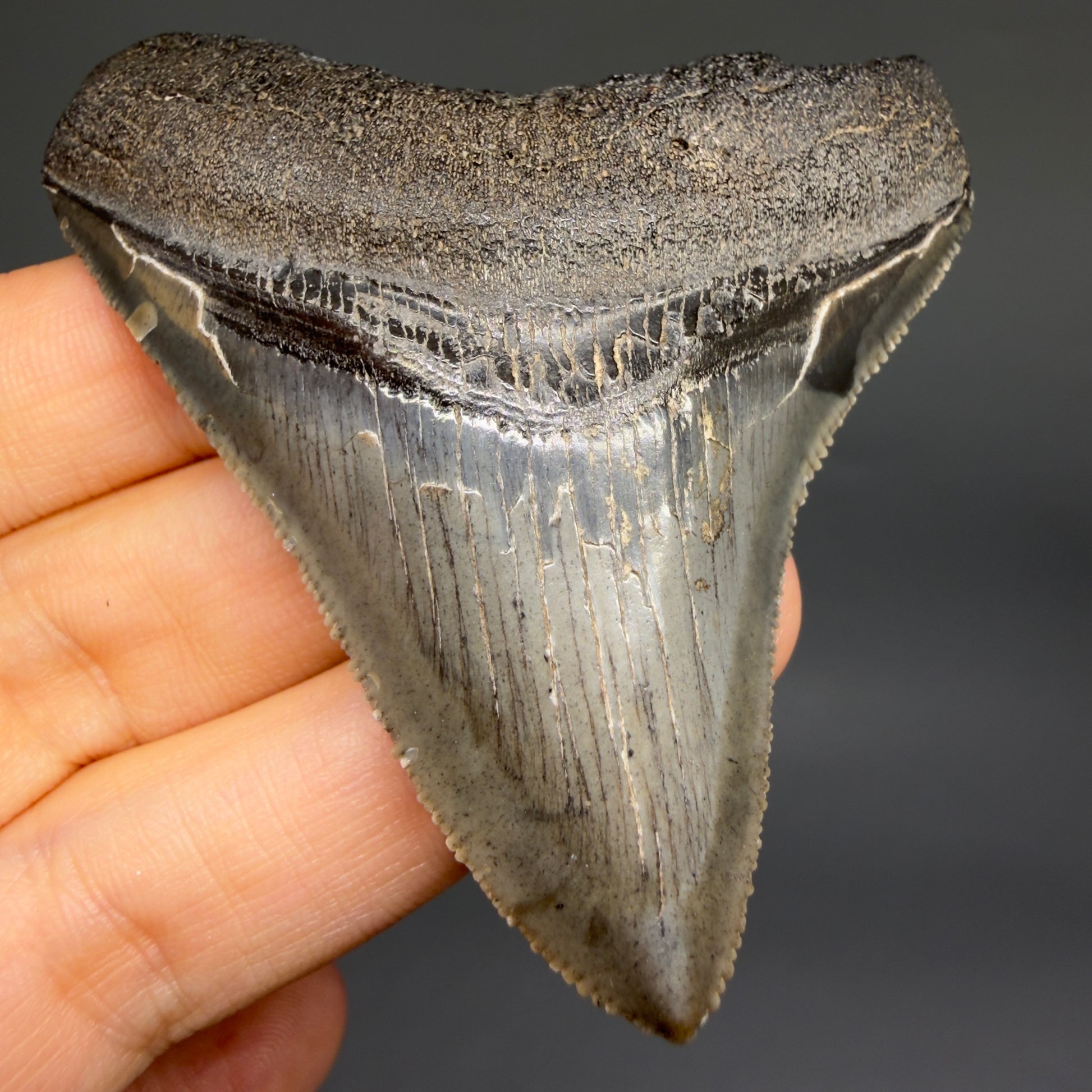 Front View Gorgeous 2.82" Colorful Fossil Megalodon Tooth – South Carolina River Find | Authentic megalodonteeth.com CM6554 - 1