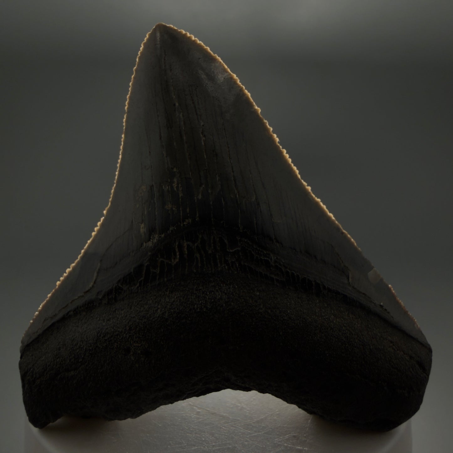 Front View Gorgeous 2.82" Colorful Fossil Megalodon Tooth – South Carolina River Find | Authentic megalodonteeth.com CM6554 - 2