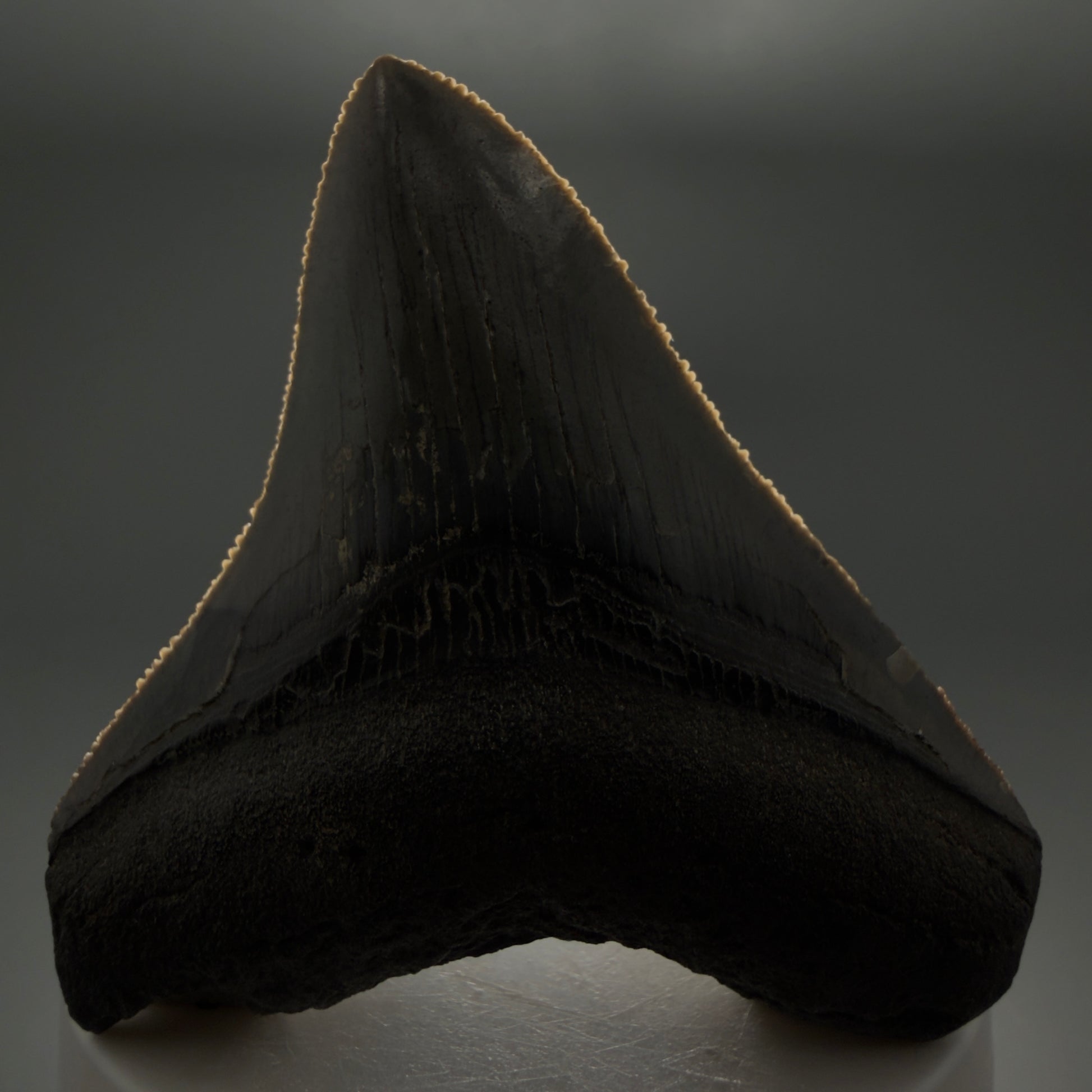 Front View Gorgeous 2.82" Colorful Fossil Megalodon Tooth – South Carolina River Find | Authentic megalodonteeth.com CM6554 - 2