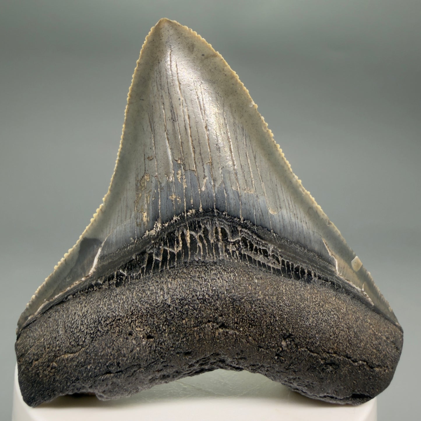 Front View Gorgeous 2.82" Colorful Fossil Megalodon Tooth – South Carolina River Find | Authentic megalodonteeth.com CM6554 - 3