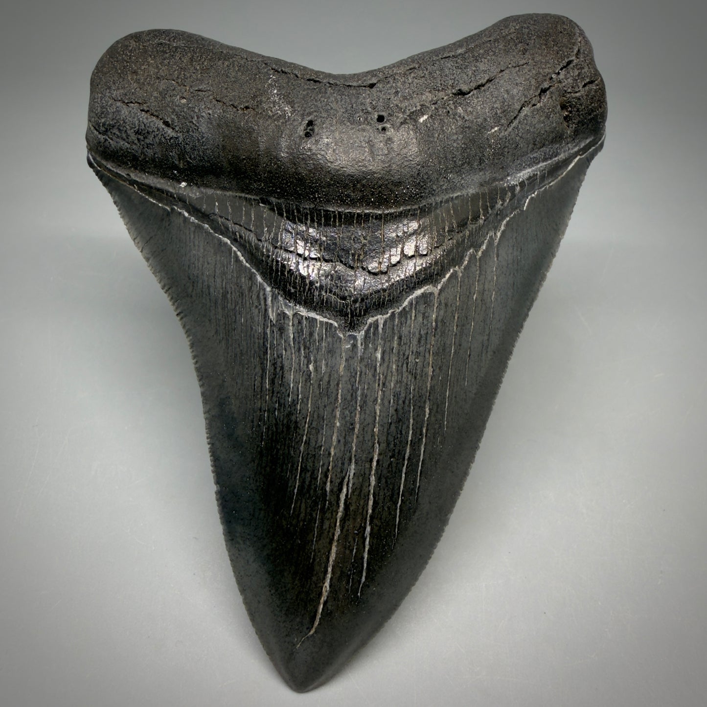 Front View Gorgeous 4.32" Fossil Megalodon Shark Tooth - Georgia - Collector's Quality megalodonteeth.com CM6604