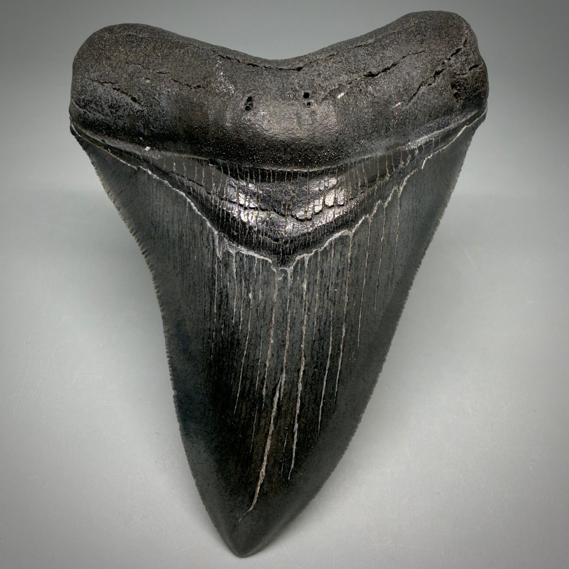 Front View Gorgeous 4.32" Fossil Megalodon Shark Tooth - Georgia - Collector's Quality megalodonteeth.com CM6604