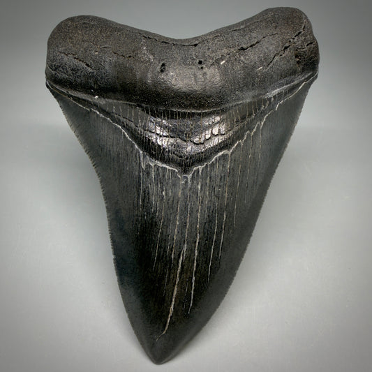 Front View Gorgeous 4.32" Fossil Megalodon Shark Tooth - Georgia - Collector's Quality megalodonteeth.com CM6604