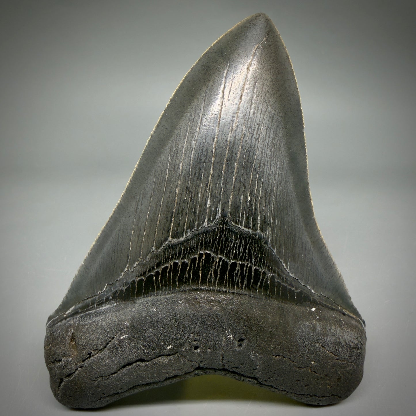 Front View Gorgeous 4.32" Fossil Megalodon Shark Tooth - Georgia - Collector's Quality megalodonteeth.com CM6604 - 1