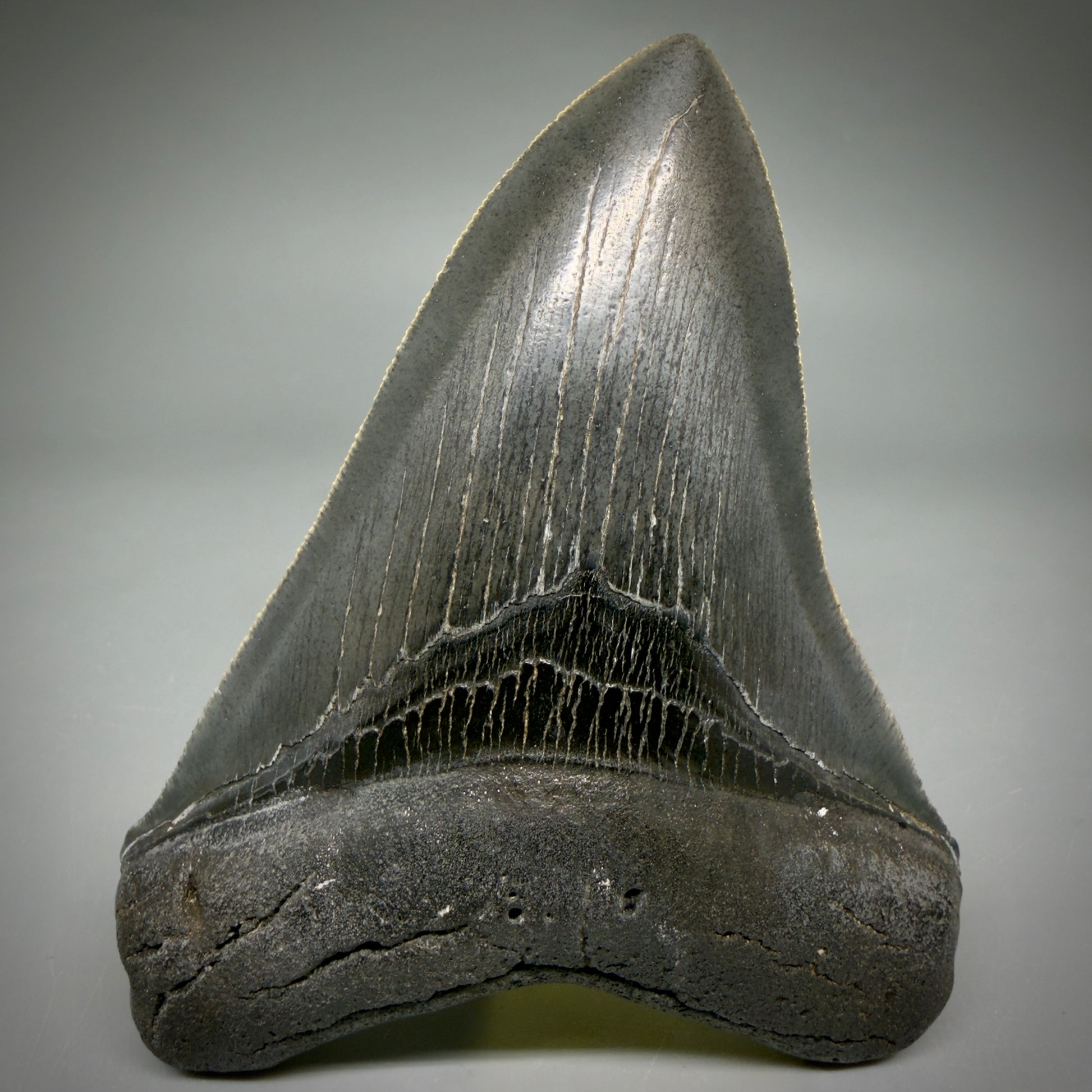 Front View Gorgeous 4.32" Fossil Megalodon Shark Tooth - Georgia - Collector's Quality megalodonteeth.com CM6604 - 1
