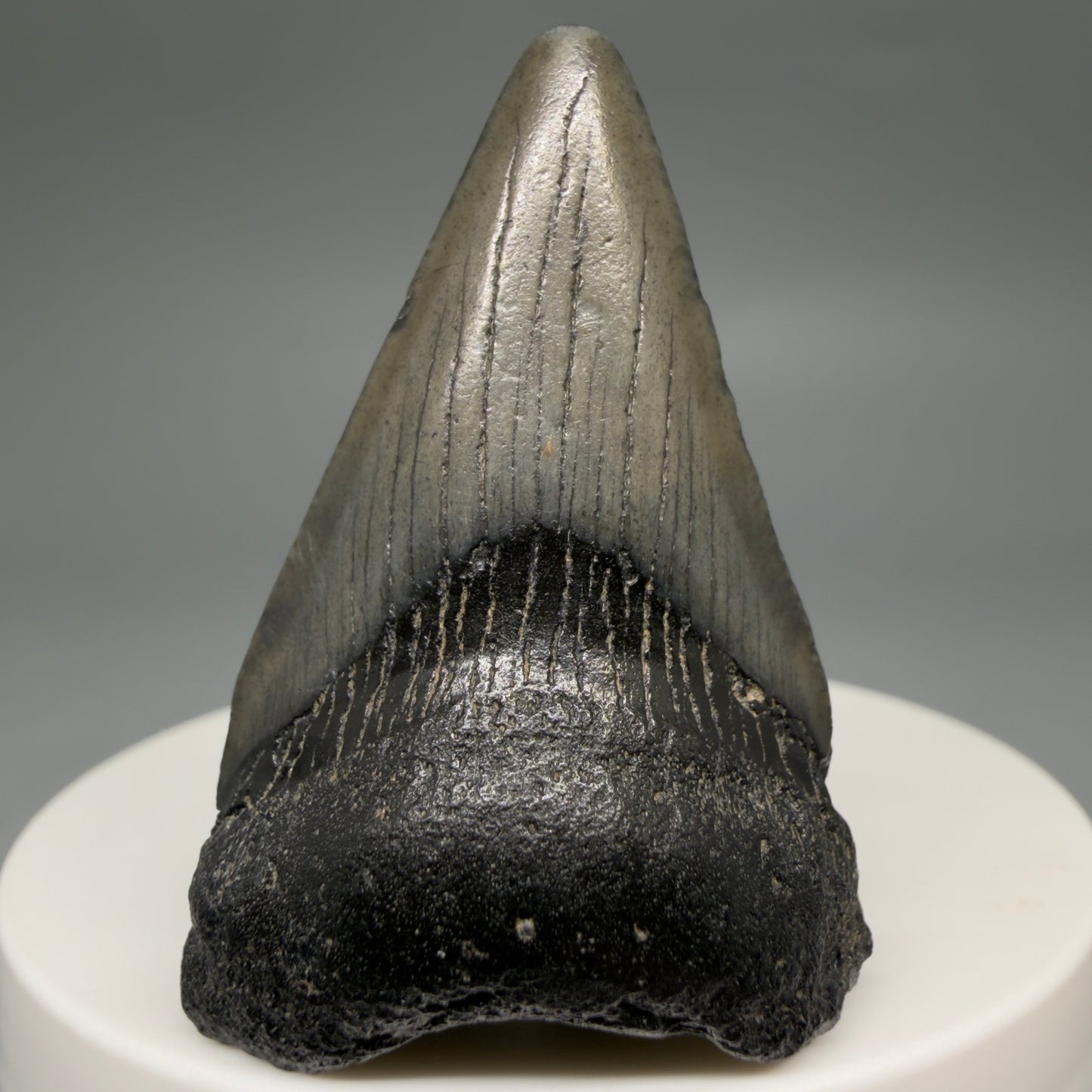 Front View Gorgeous, affordable 1.86" Colorful Fossil Megalodon Tooth – South Carolina River Find | Authentic megalodonteeth.com CM6539