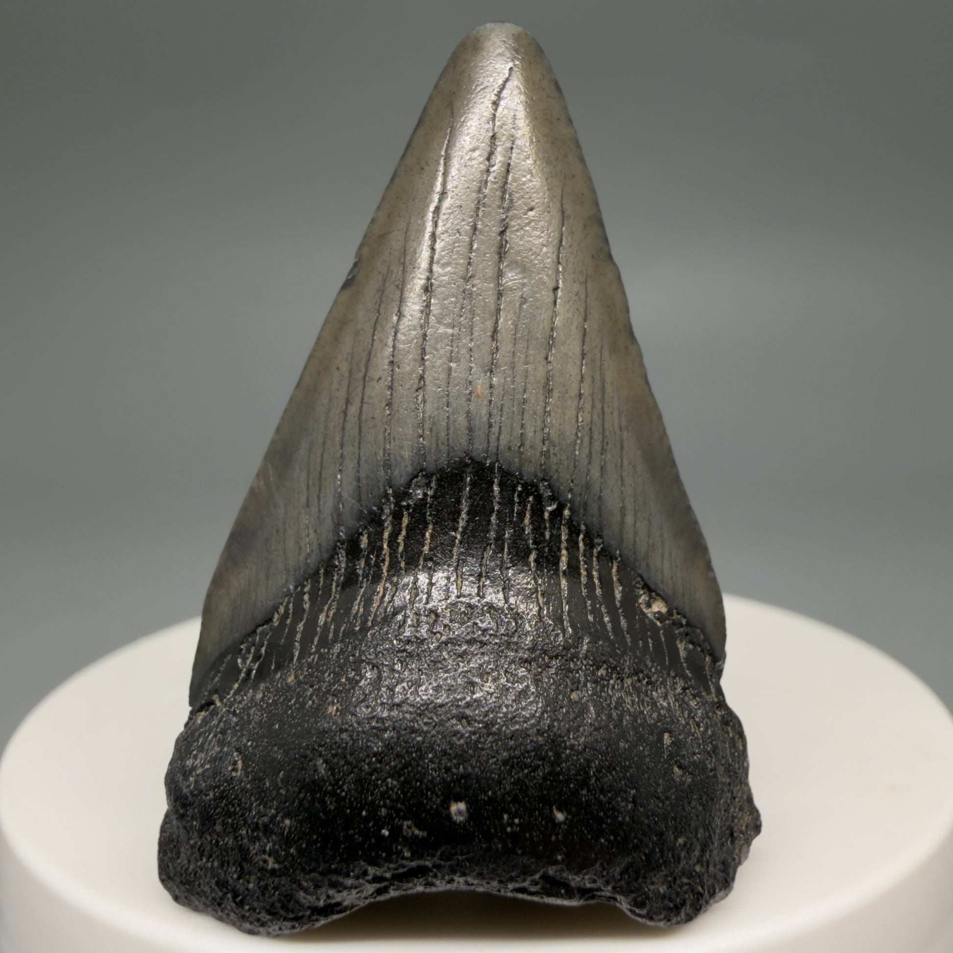 Front View Gorgeous, affordable 1.86" Colorful Fossil Megalodon Tooth – South Carolina River Find | Authentic megalodonteeth.com CM6539