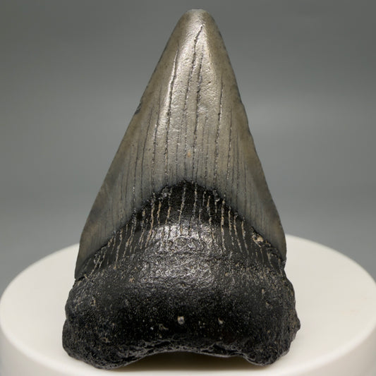 Front View Gorgeous, affordable 1.86" Colorful Fossil Megalodon Tooth – South Carolina River Find | Authentic megalodonteeth.com CM6539