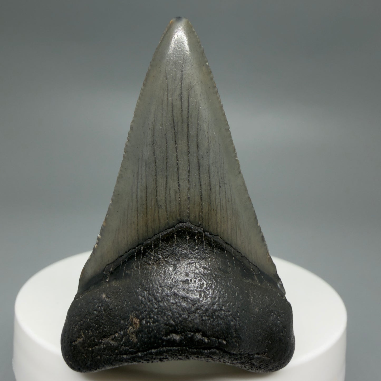 Front View Gorgeous, affordable 2.04" Colorful Fossil Megalodon Tooth – South Carolina River Find | Authentic CM6214