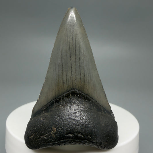 Front View Gorgeous, affordable 2.04" Colorful Fossil Megalodon Tooth – South Carolina River Find | Authentic CM6214