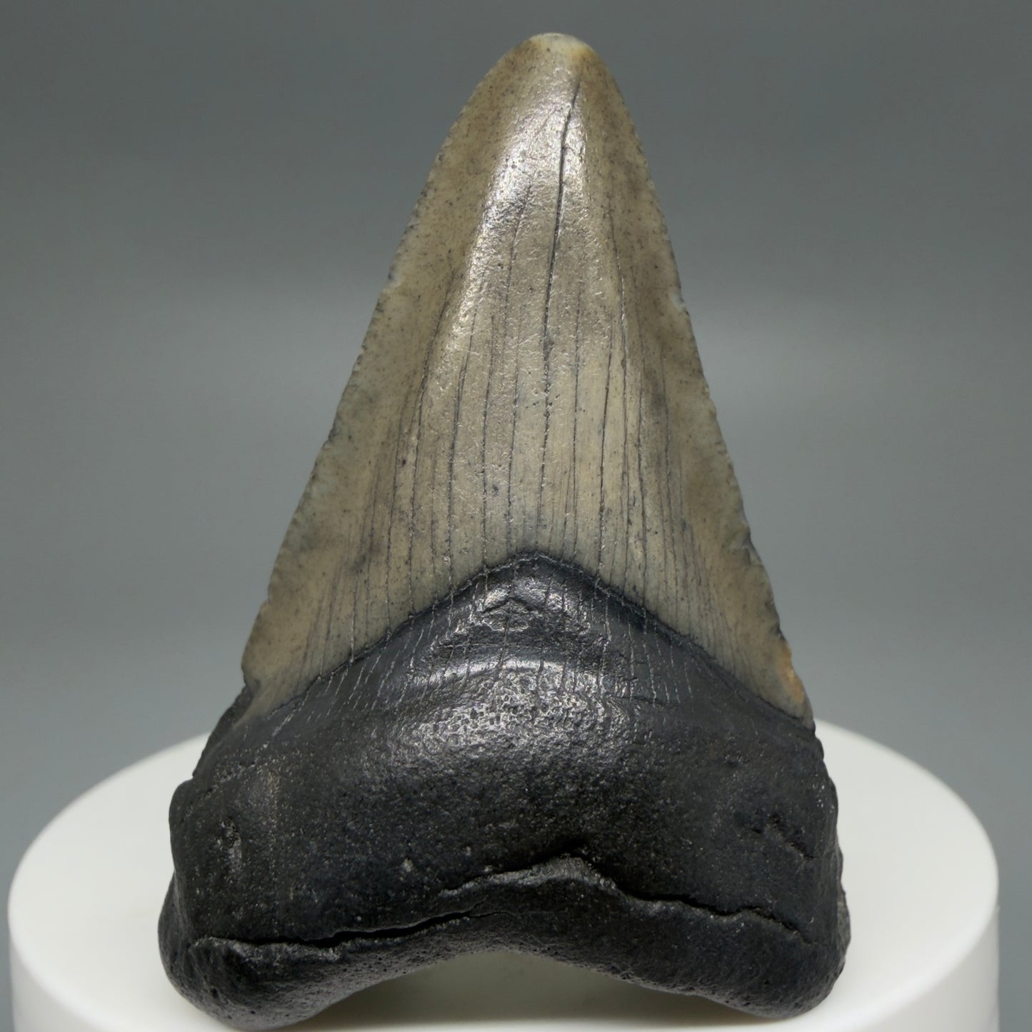 Front View Gorgeous, affordable 2.05" Colorful Fossil Megalodon Tooth – South Carolina River Find | Authentic CM6213