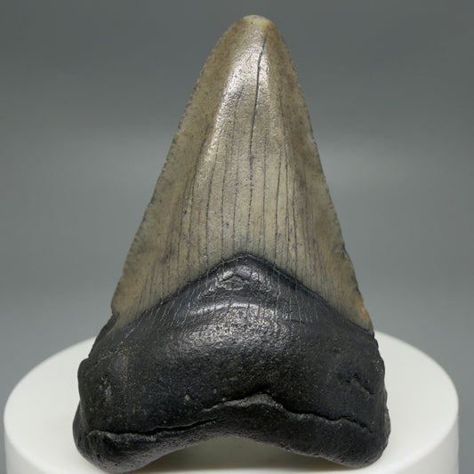 Front View Gorgeous, affordable 2.05" Colorful Fossil Megalodon Tooth – South Carolina River Find | Authentic CM6213