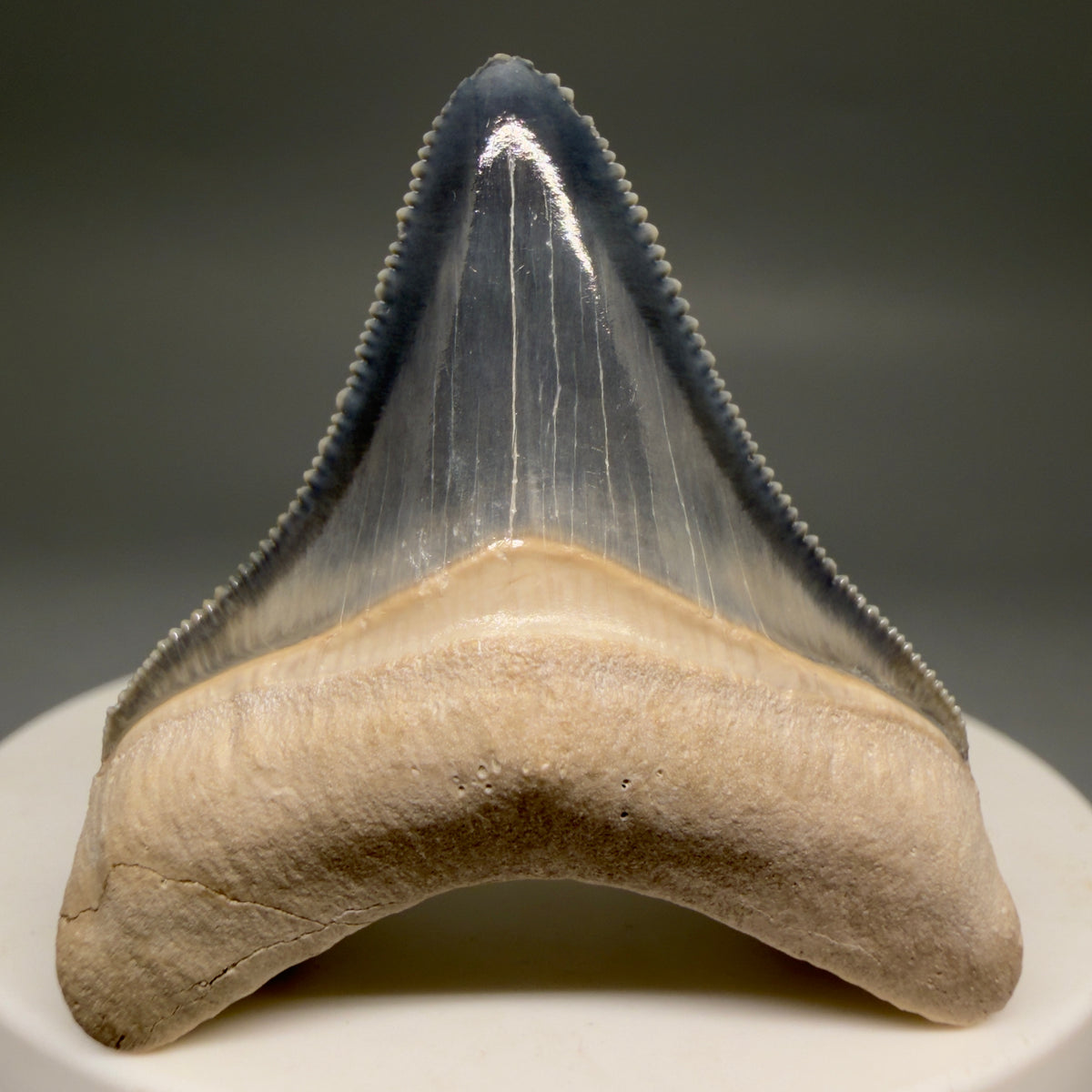 Front View Gorgeous blue, serrated 1.74" Fossil Megalodon Shark Tooth - Bone Valley, Florida megalodonteeth.com CM6675