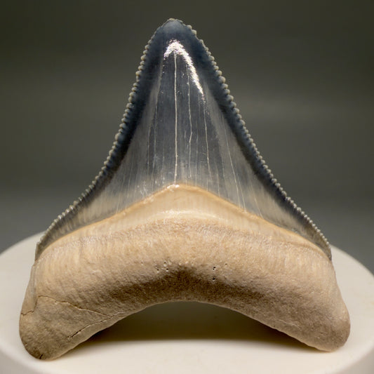 Front View Gorgeous blue, serrated 1.74" Fossil Megalodon Shark Tooth - Bone Valley, Florida megalodonteeth.com CM6675