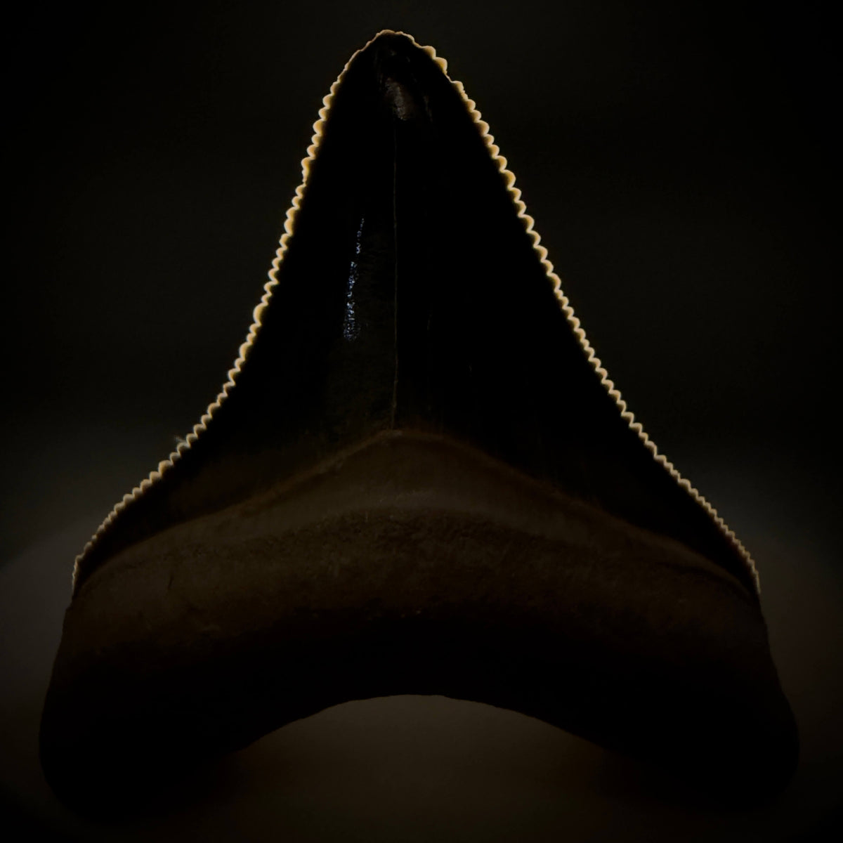 Front View Gorgeous blue, serrated 1.74" Fossil Megalodon Shark Tooth - Bone Valley, Florida megalodonteeth.com CM6675 - 2