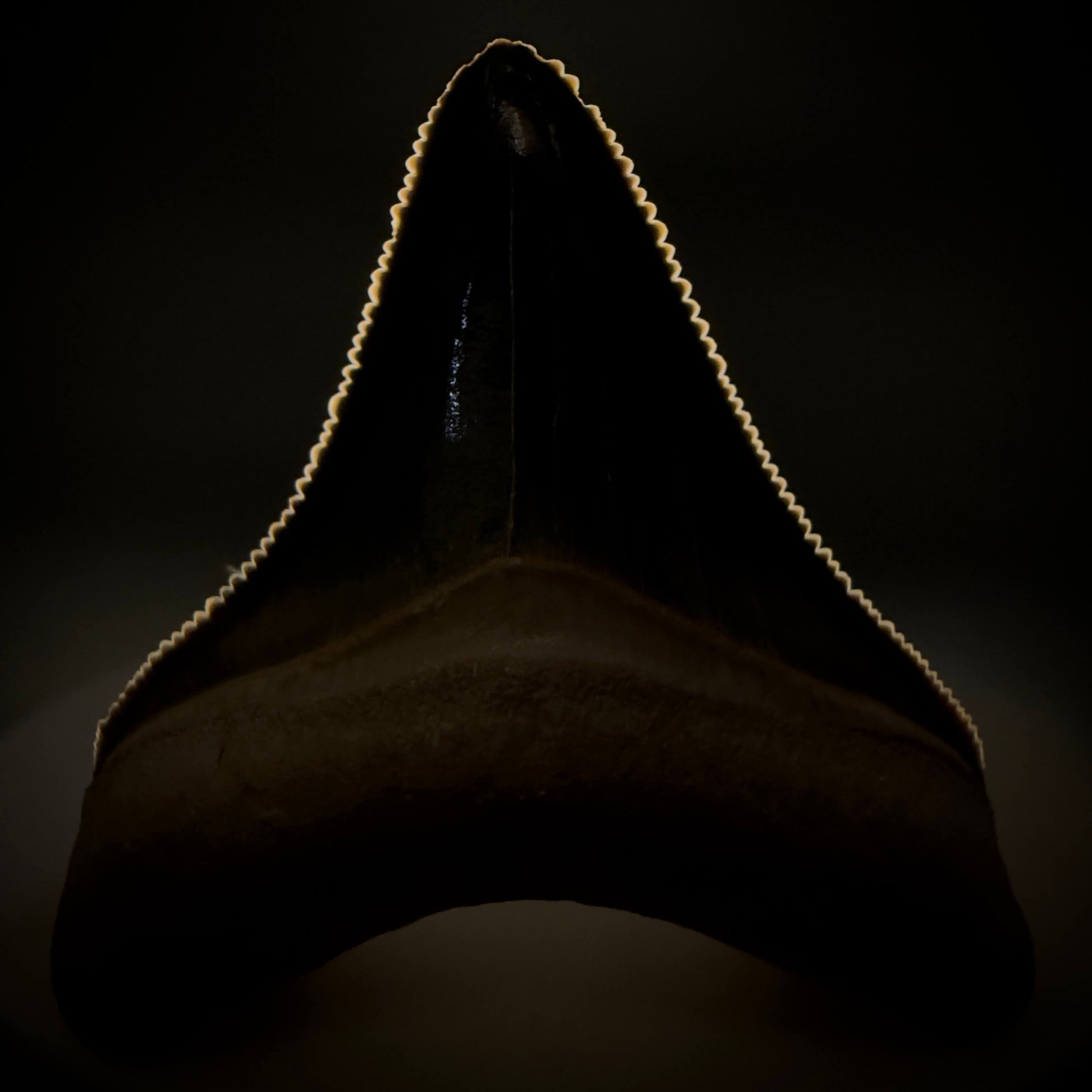 Front View Gorgeous blue, serrated 1.74" Fossil Megalodon Shark Tooth - Bone Valley, Florida megalodonteeth.com CM6675 - 2