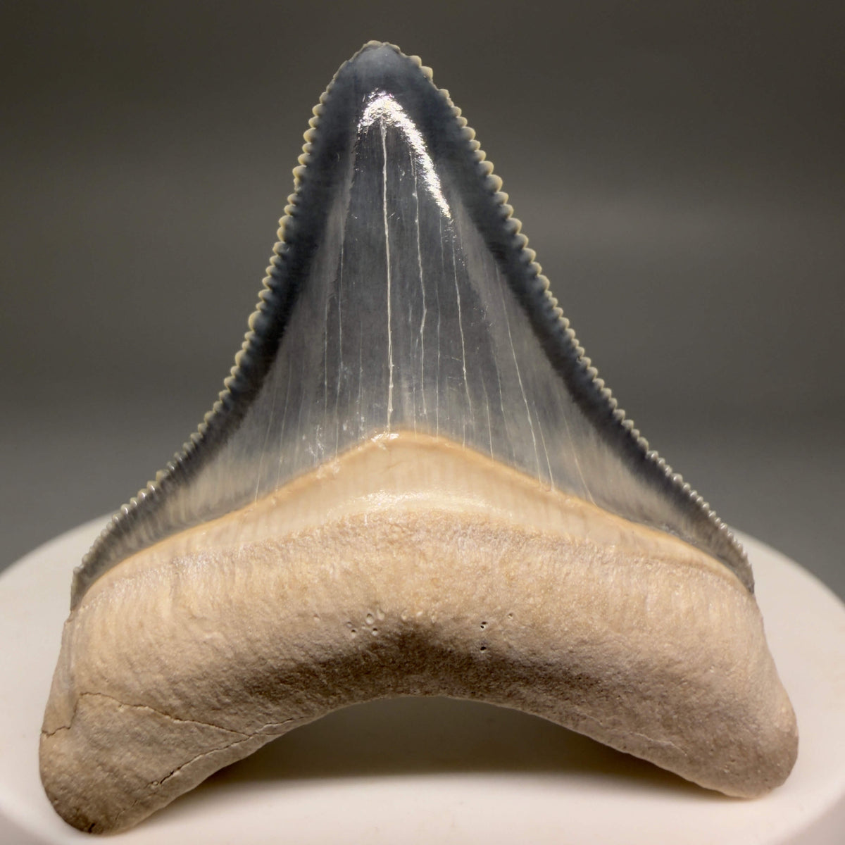Front View Gorgeous blue, serrated 1.74" Fossil Megalodon Shark Tooth - Bone Valley, Florida megalodonteeth.com CM6675 - 3