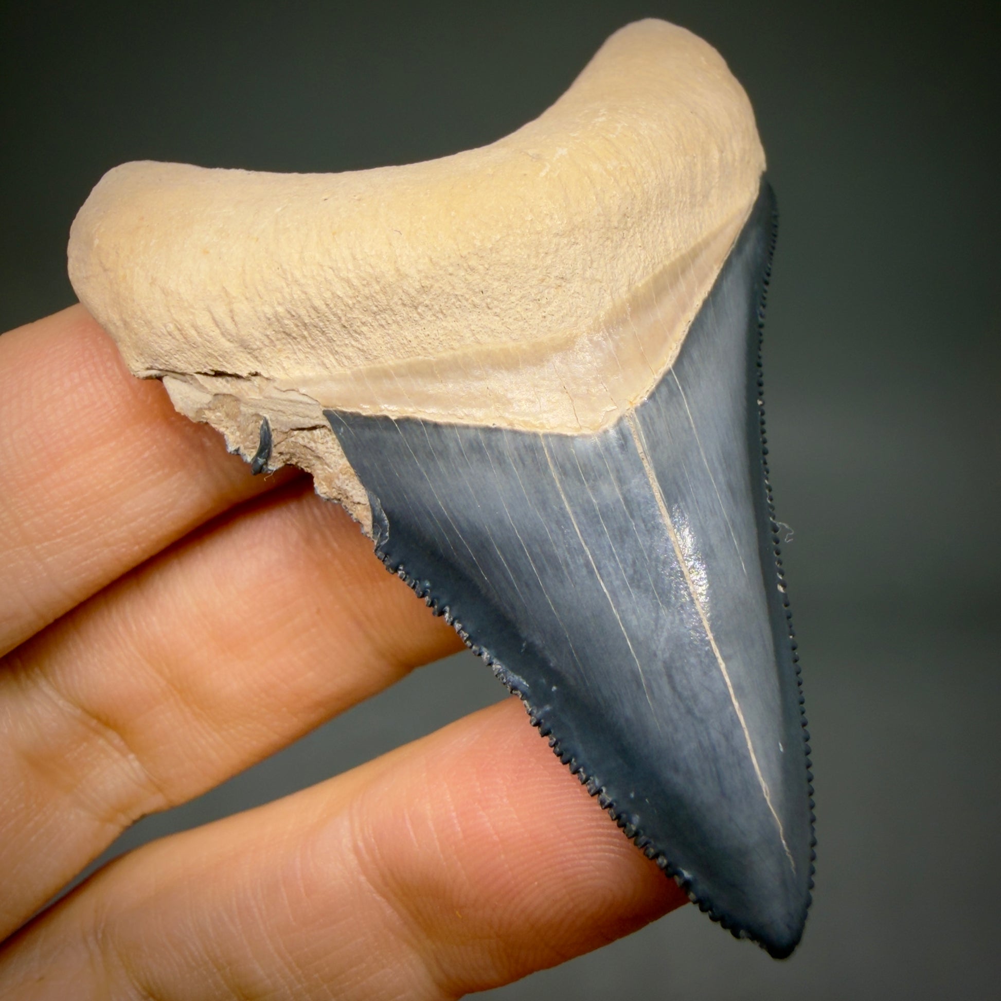 Front View Gorgeous blue, serrated 2.47" Fossil Megalodon Shark Tooth - Bone Valley, Florida megalodonteeth.com CM6678