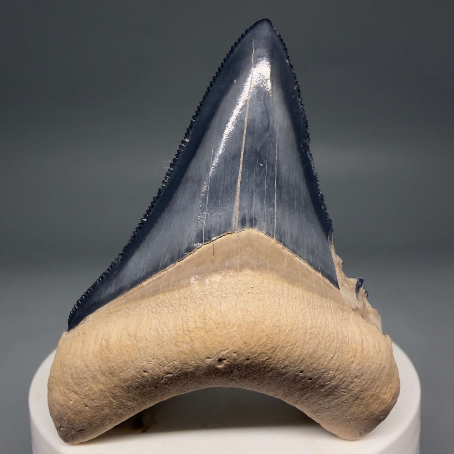 Front View Gorgeous blue, serrated 2.47" Fossil Megalodon Shark Tooth - Bone Valley, Florida megalodonteeth.com CM6678 - 1