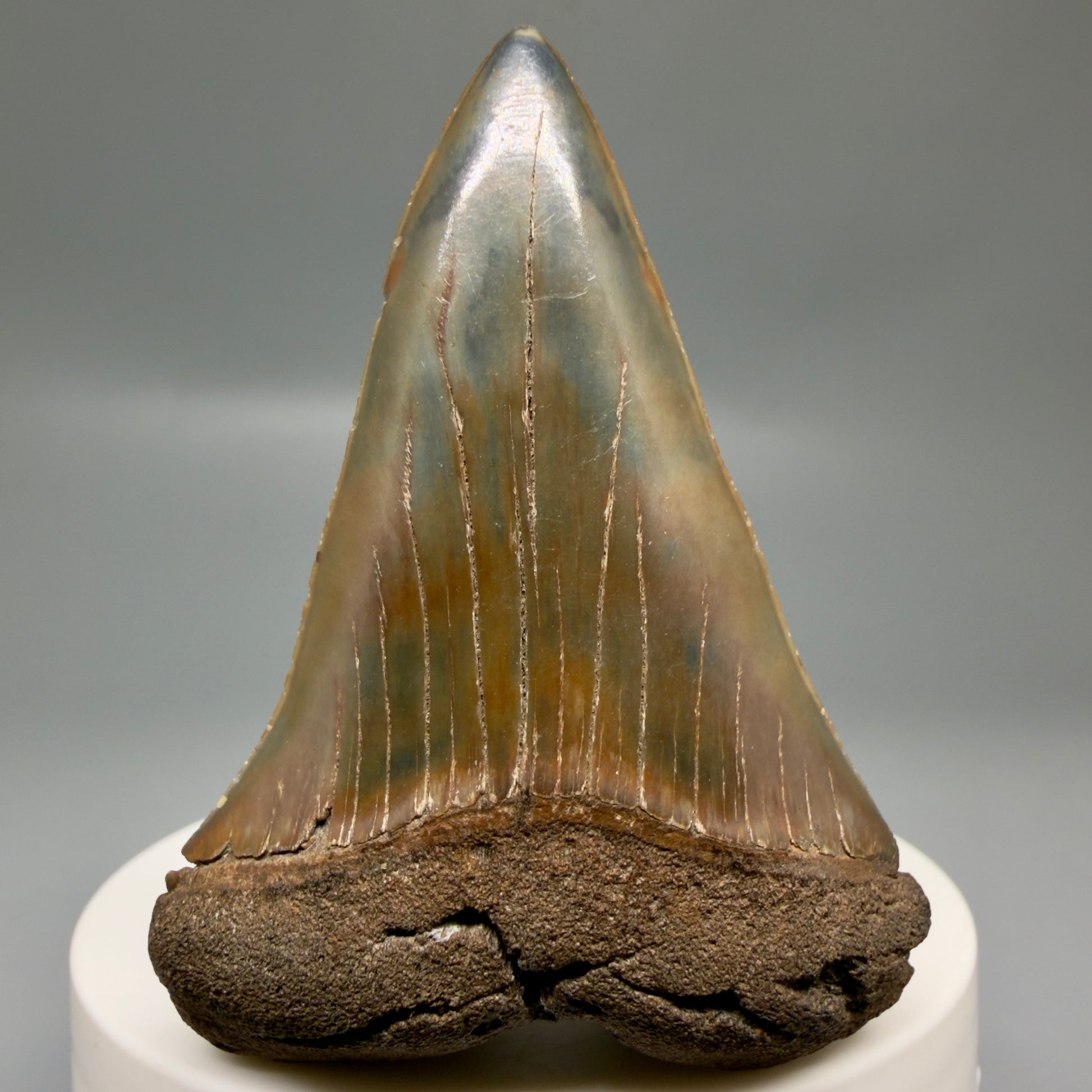 Front View Gorgeous, colorful 2.39" Fossil Extinct Mako - Isurus hastalis Shark Tooth from Southeast USA M613