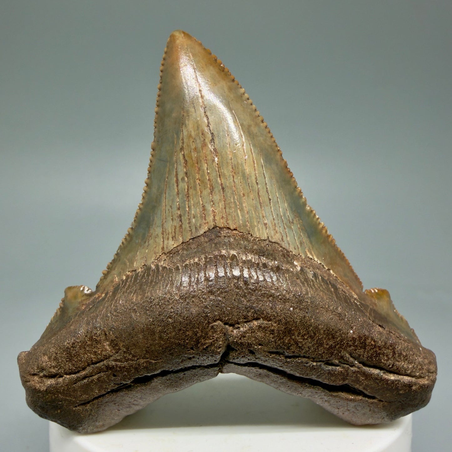 Front View Gorgeous colors 2.71" Serrated Fossil Carcharocles angustidens Shark Tooth from South Carolina AN466 