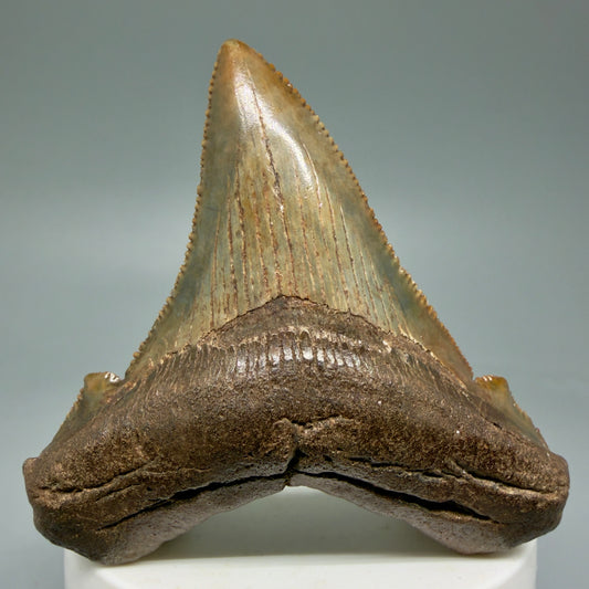 Front View Gorgeous colors 2.71" Serrated Fossil Carcharocles angustidens Shark Tooth from South Carolina AN466 