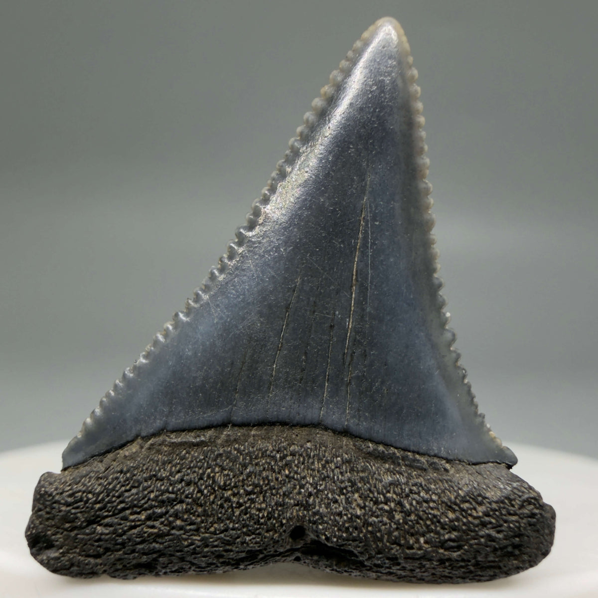 Front View Gorgeous colors and prints 1.31" Fossil Great White Shark Tooth - South Carolina megalodonteeth.com GW1384