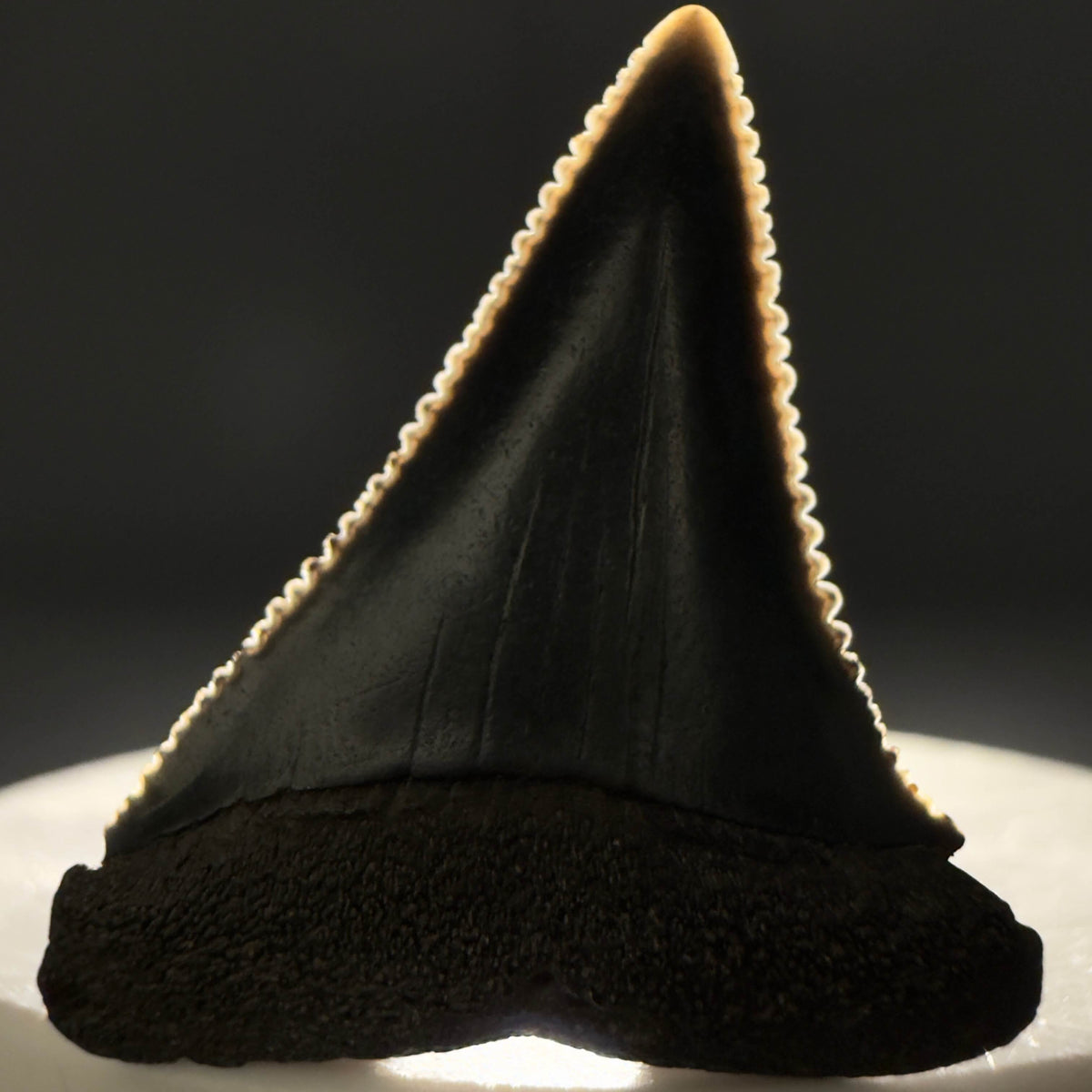 Front View Gorgeous colors and prints 1.31" Fossil Great White Shark Tooth - South Carolina megalodonteeth.com GW1384 - 1