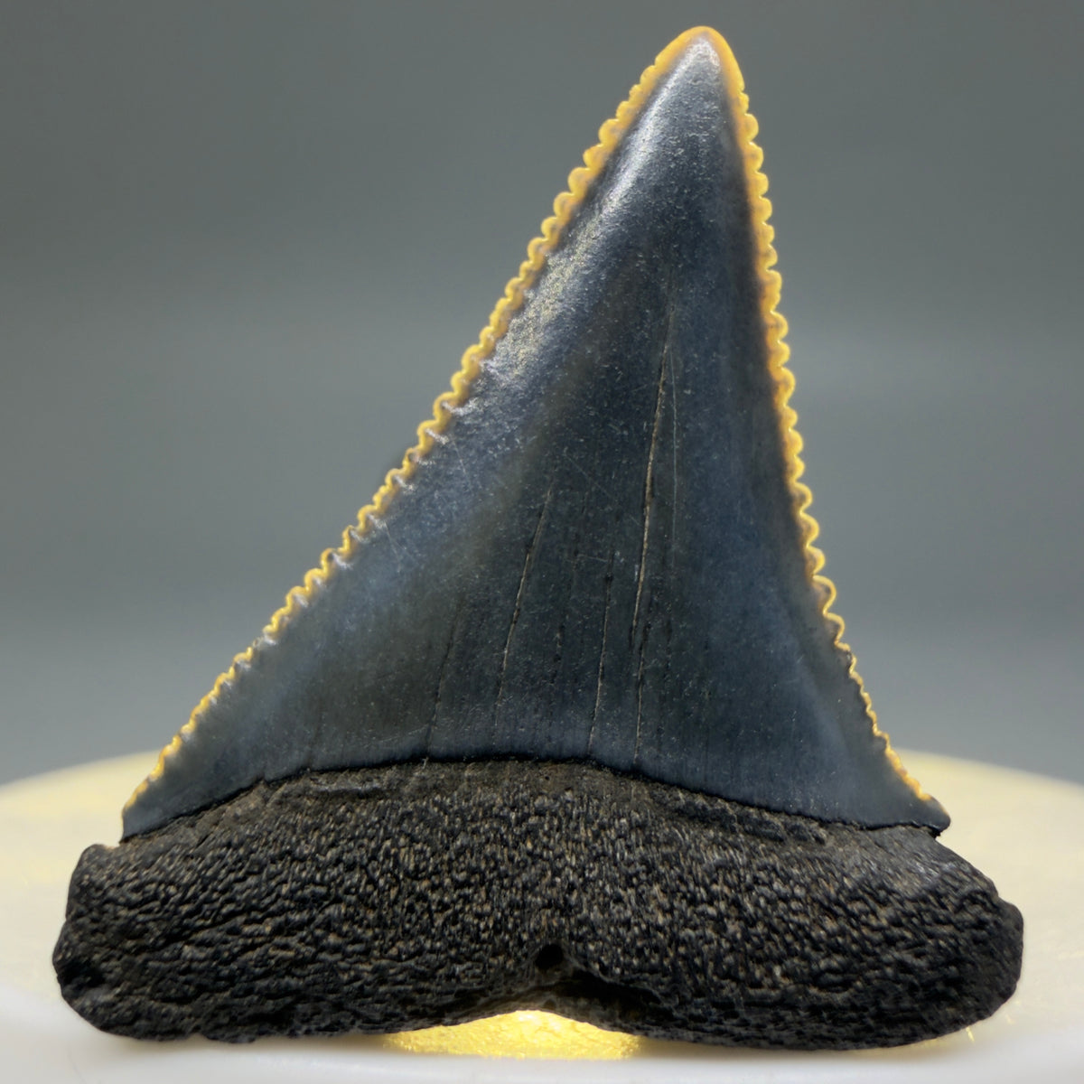 Front View Gorgeous colors and prints 1.31" Fossil Great White Shark Tooth - South Carolina megalodonteeth.com GW1384 - 2