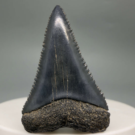 Front View Gorgeous colors and prints 1.50" Fossil Great White Shark Tooth - South Carolina GW1362