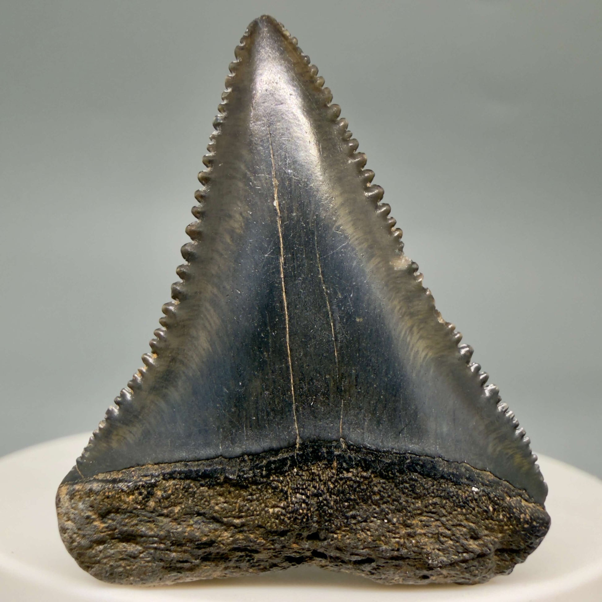 Front View Gorgeous colors and prints 1.57" Fossil Great White Shark Tooth - South Carolina GW1364