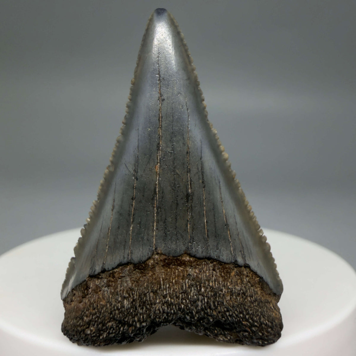 Front View Gorgeous colors and prints 1.60" Fossil Great White Shark Tooth - South Carolina megalodonteeth.com GW1386